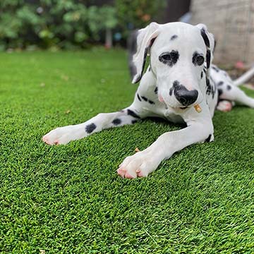 Artificial Grass Turf Installation is Child Friendly and Pet Friendly